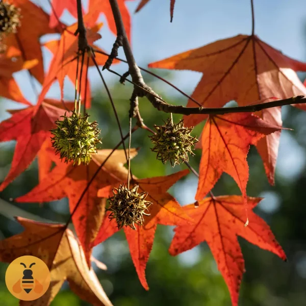 Likvidambar Sadnice Likvidambara iz Rasadnika Maja.