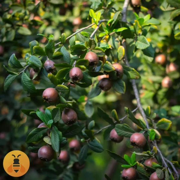 Mušmula-Rojal Prodaja sadnica Mušmule rojal.