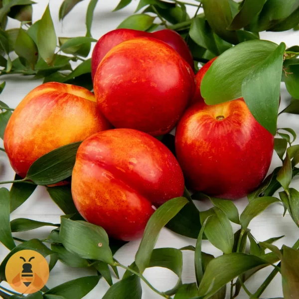 Nektarina - Fantazija Kvalitetne sadnice iz Rasadnika Maja.