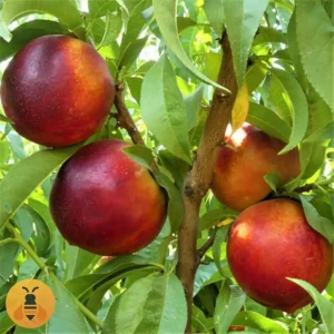 Nektarina-Keldezi Kvalitetne Sadnice iz Rasadnika Maja.