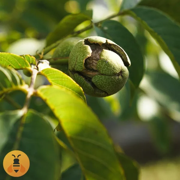 Orah Šejnovo Prodaja sadnica oraha.