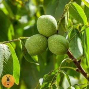 OrahČendler Sadnice Oraha. Rasadnik Maja.