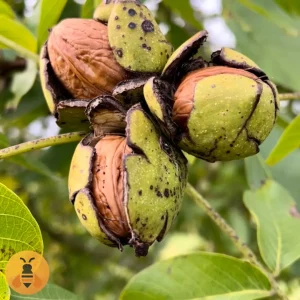 OrahRasna Prodaja sadnica Oraha Rasna. Rasadnik Maja.