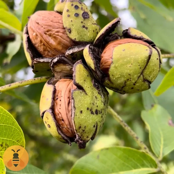 OrahRasna Prodaja sadnica Oraha Rasna. Rasadnik Maja.