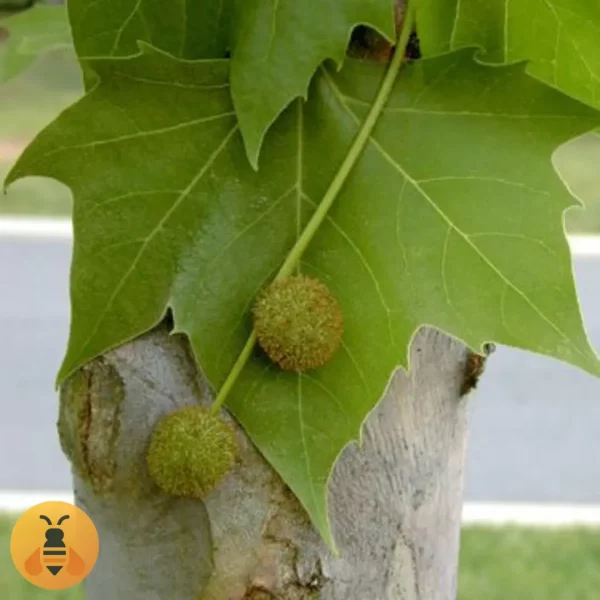 Platan Prodaja sadnica Platana u saksiji. Rasadnik Maja.