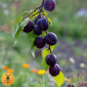 Šljiva-Grose-Felicija Prodaja sadnica grose felicija.