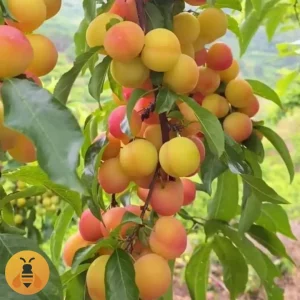 Šljiva-Ruska-Dženerika Prodaja sadnica sljive ruska dženarika.