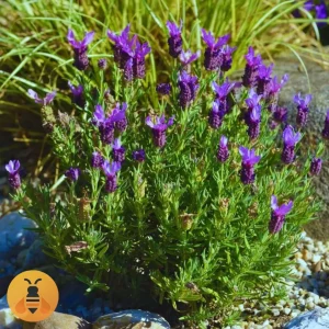 Spanska-LAvanda Sadnice Španske Lavande.