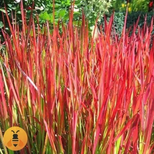 TravaRedBaron Sadnice Trave Red Baron.