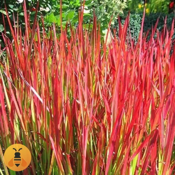 TravaRedBaron Sadnice Trave Red Baron.