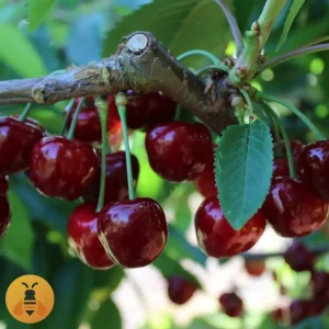 Trešnja- Burlat Prodaja sadnica trešnje burlat.
