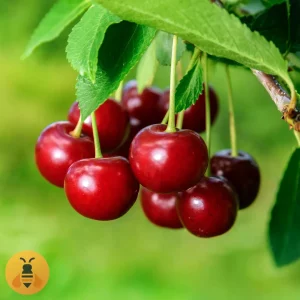 Trešnja-Sanberst Prodaja Sadnica Trešnje Sanberst.