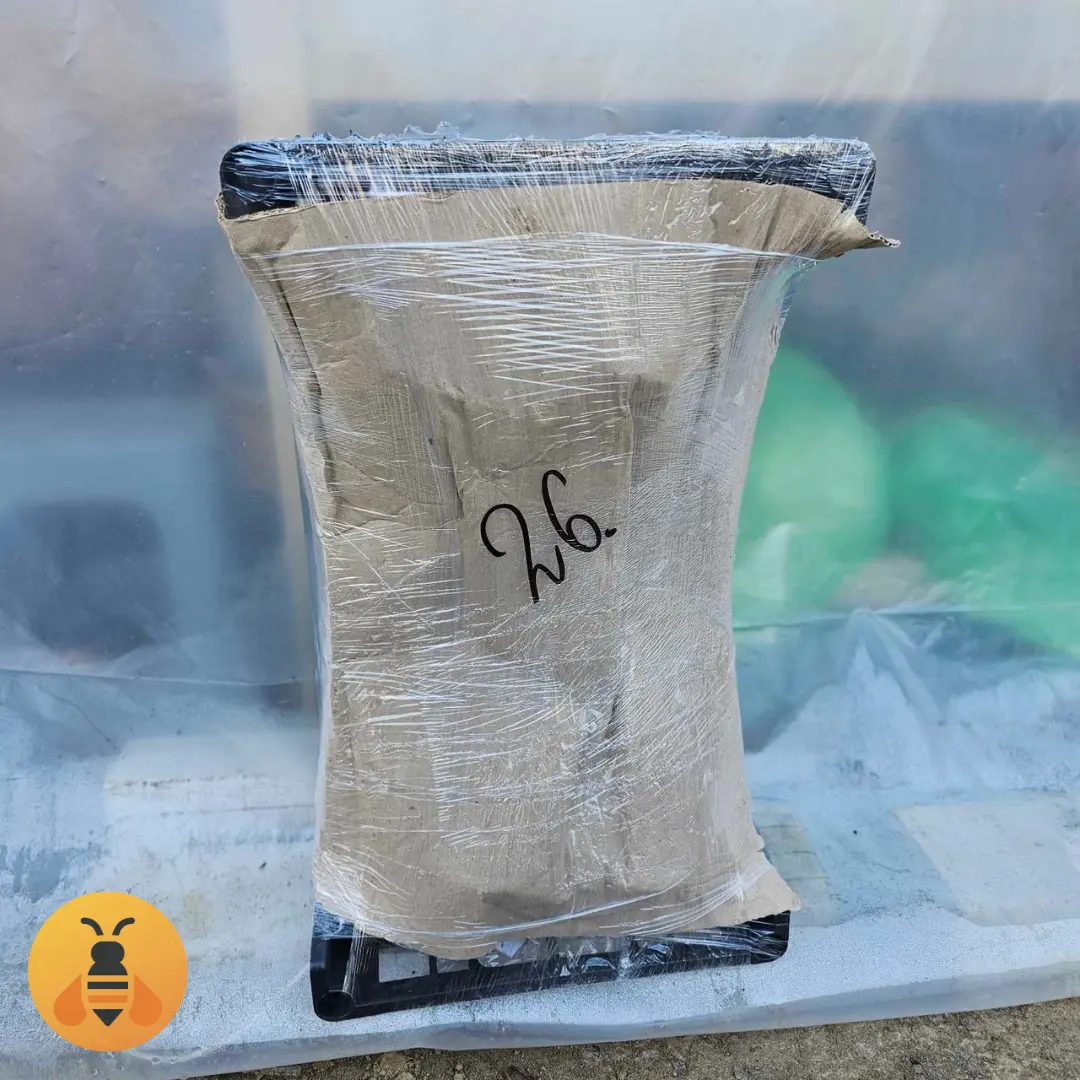 Ukrasne sadnice u saksiji