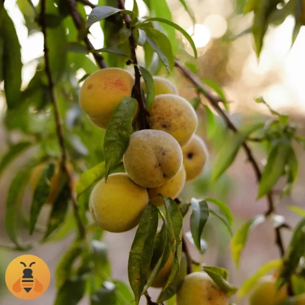Vinogradarska Breskva Prodaja sadnica Vinogradarske Breskve.