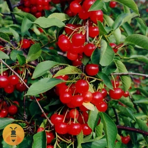 Višnja-Oblačinska Prodaja Sadnica Višnje Oblačinska.