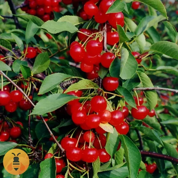 Višnja-Oblačinska Prodaja Sadnica Višnje Oblačinska.