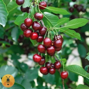 Višnja-Španska-Marela Prodaja sadnica višnje španska marela.