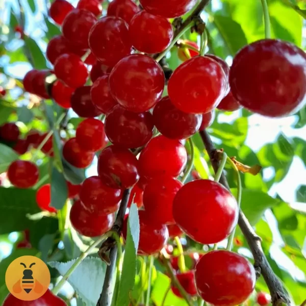 Višnja-Šumadinka Prodaja Sadnica Višnje Šumadinke.