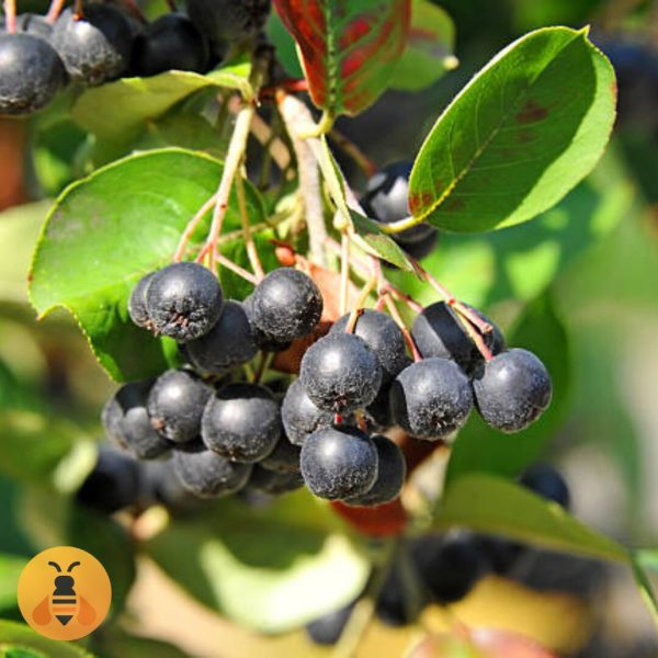 Aronija Sadnice Aronije.