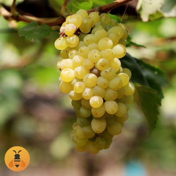 Sadnice Vinove Loze Bela Tamjanika.