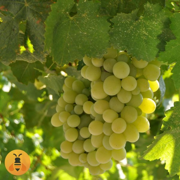 Bezsemeni Neprskanac Beli.