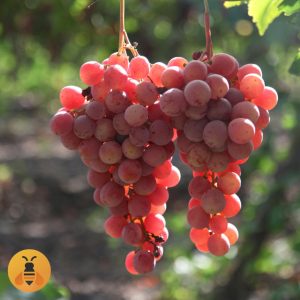 Besemeni-Rozi Bezsemeni Neprskanac Rozi.