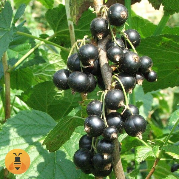 Sadnice Crne Ribizle.