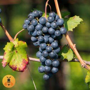 Vinova Loza Crna Tamjanika.