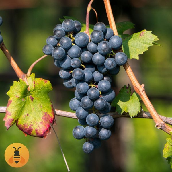 Vinova Loza Crna Tamjanika.