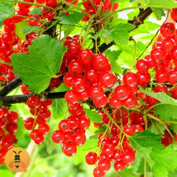 Sadnice Crvene Ribizle.