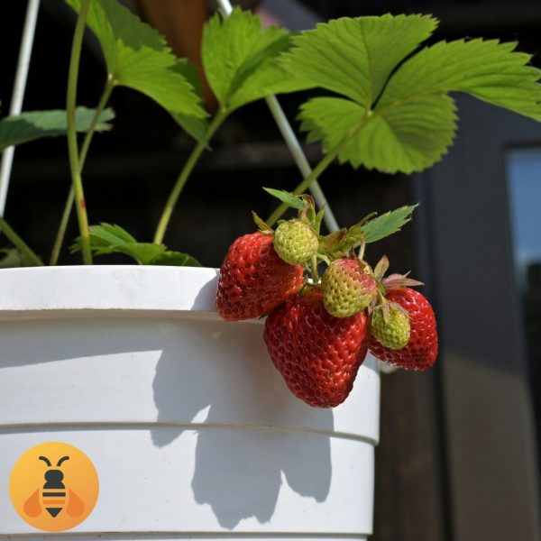 Sadnice jagode Lucije u saksiji.