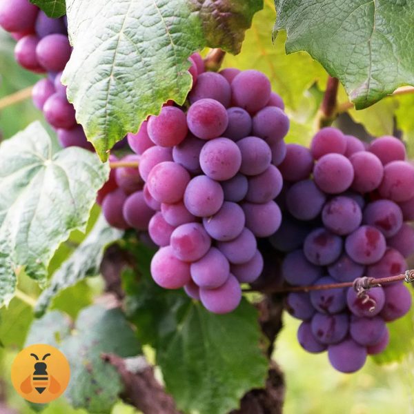 Sadnice Vinove Loze Kardinal.