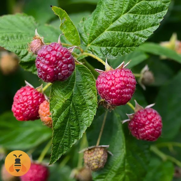 Sadnice Maline Polane.