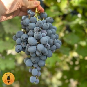 Vinova Loza Moldava.