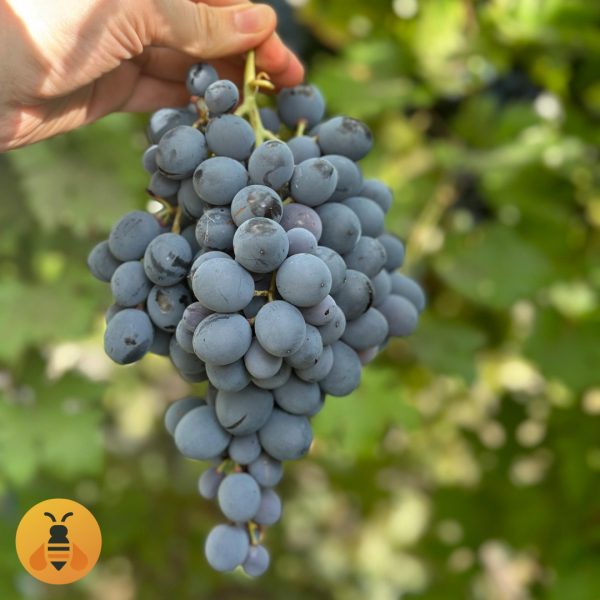 Vinova Loza Moldava.