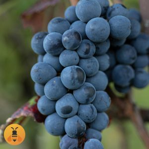 Vinova Loza Muskat Hamburg. Rasadnik Maja.