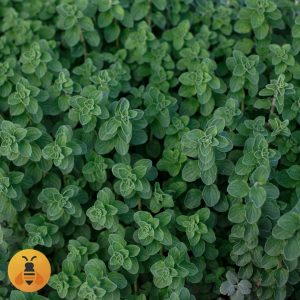 Začinski Origano Sadnice.