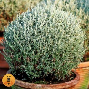 Santolina Pamucna Lavanda Sadnice.