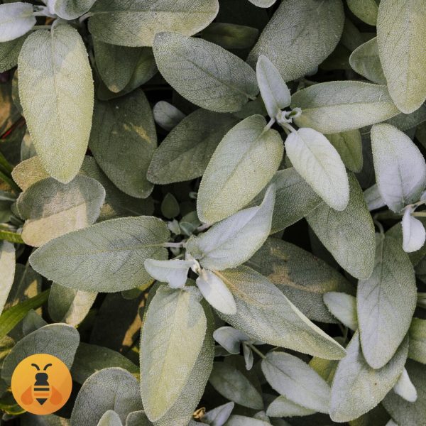 Žalfija Sadnice Lekovite Žalfije.