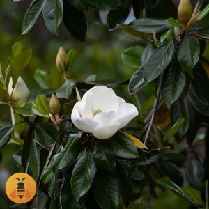 Prodaja Zimzelene Magnolije.