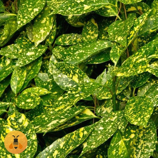 Sadnice Aucube Japonica.