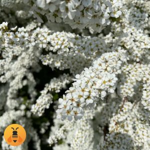 Bela Spirea