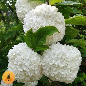 Bela krupnocvetna hortenzija Sadnice Bele Krupnocvetne hortenzije