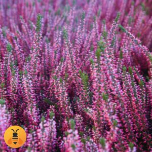 Erika Roze u Saksiji Sadnice Roze Erike