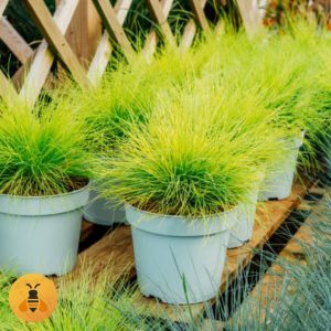 Festuca glauca zuta Sadnice žute trave.