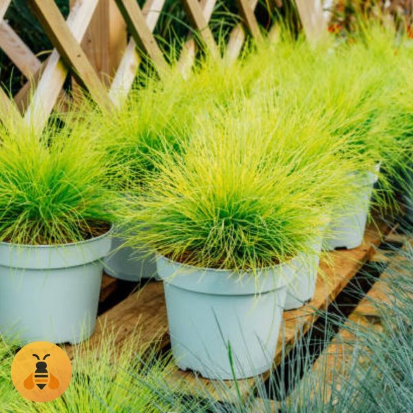 Festuca glauca zuta Sadnice žute trave.