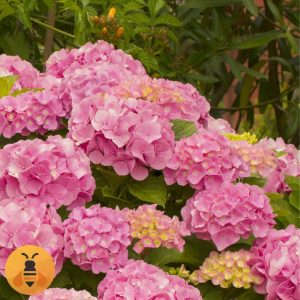 Hortenzija-Logo22 Sadnice Roze Krupnocvetne Hortenzije.