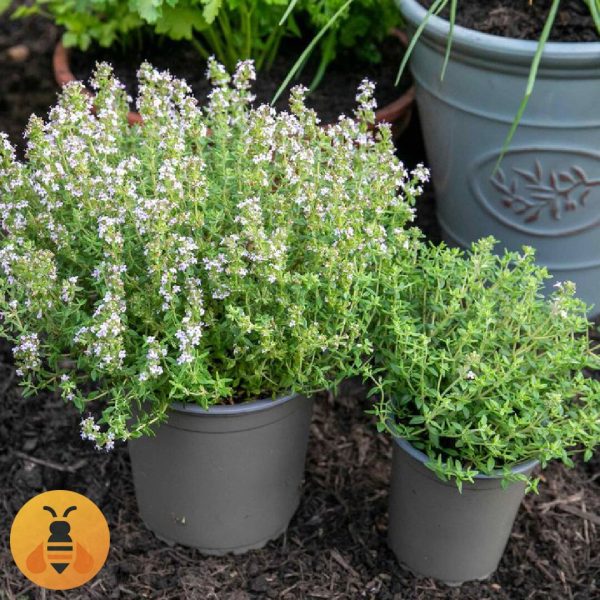 Sadnice Majcine Dusice.