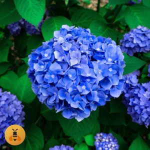 Plava Krupnocvetna Hortenzija Prodaja sadnica plave hortenzije.