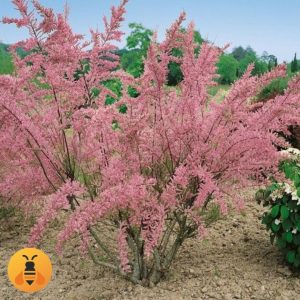 Tamariks Sadnice Tamariksa.